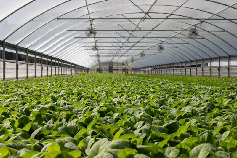 Campo Verde Agro